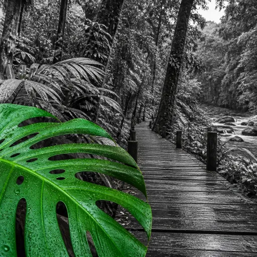 Tout Costa Rica en agence : l’art d’un voyage sur mesure et solidaire